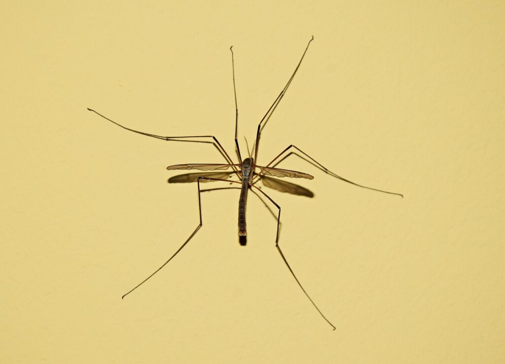 駆血帯の強さを調整するための最適な方法は？