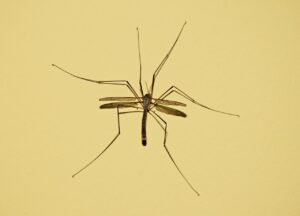 駆血帯の強さを調整するための最適な方法は？