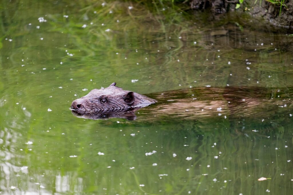 ナースリーの配送日数はどのくらいかかるの？