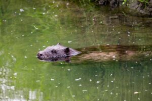 ナースリーの配送日数はどのくらいかかるの？