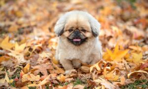 ナースシューズは新人は何足必要か徹底解説しますか？