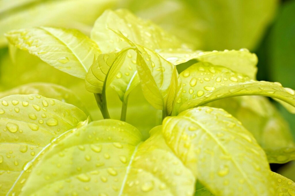 ナースリーの逆さナースウォッチに関する口コミはどうなっている？