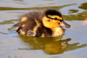 ナースリーのふわふわインソールは本当に効果的？口コミを徹底調査！
